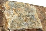 Ginkgo Leaf From North Dakota - Paleocene #253840-1